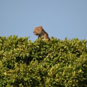  The Serengeti, TZ